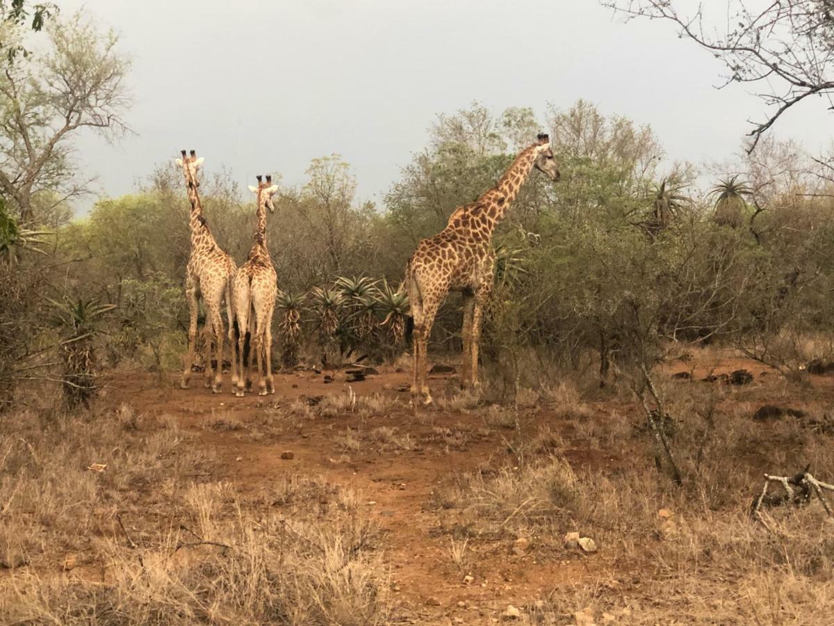 3433 On Klipspringer Kruger *